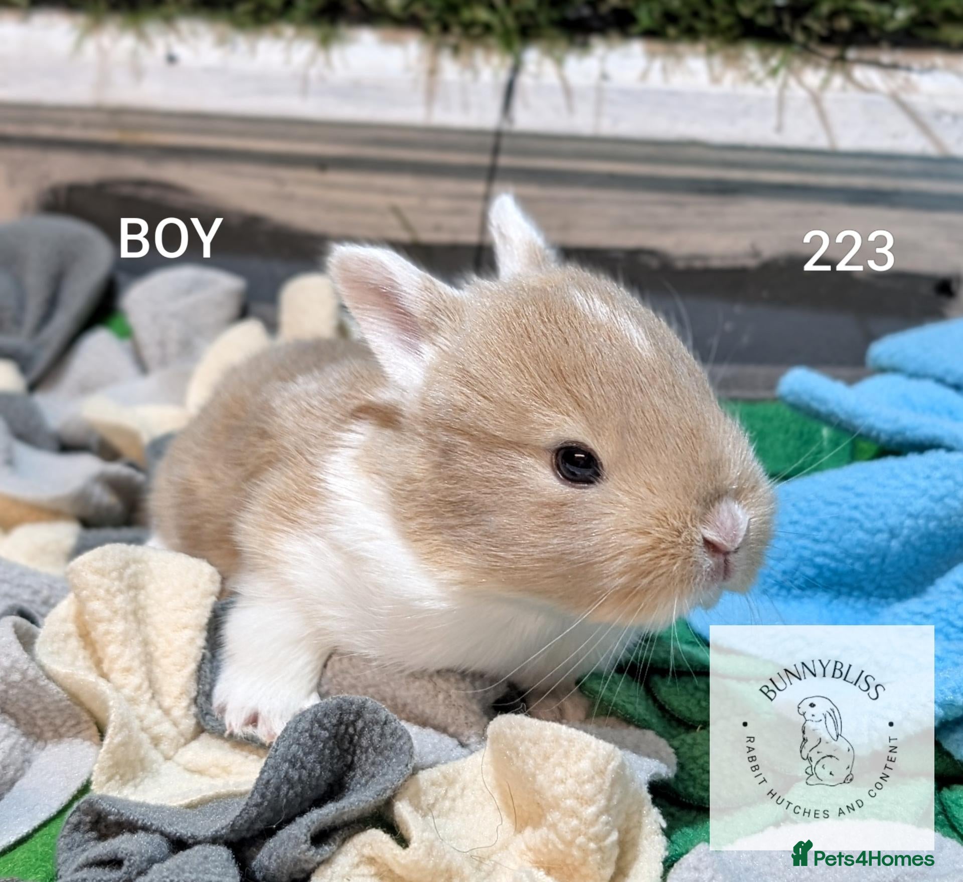 Mixed Breed rabbits Beautiful bunnies to reserve  - Advert 5