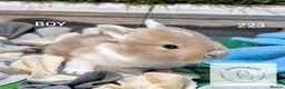 Mixed Breed rabbits for sale: Beautiful bunnies to reserve  - Advert 1