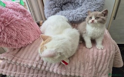 British Shorthair cats for sale: GCCF reg with champions in pedigree - Image 10