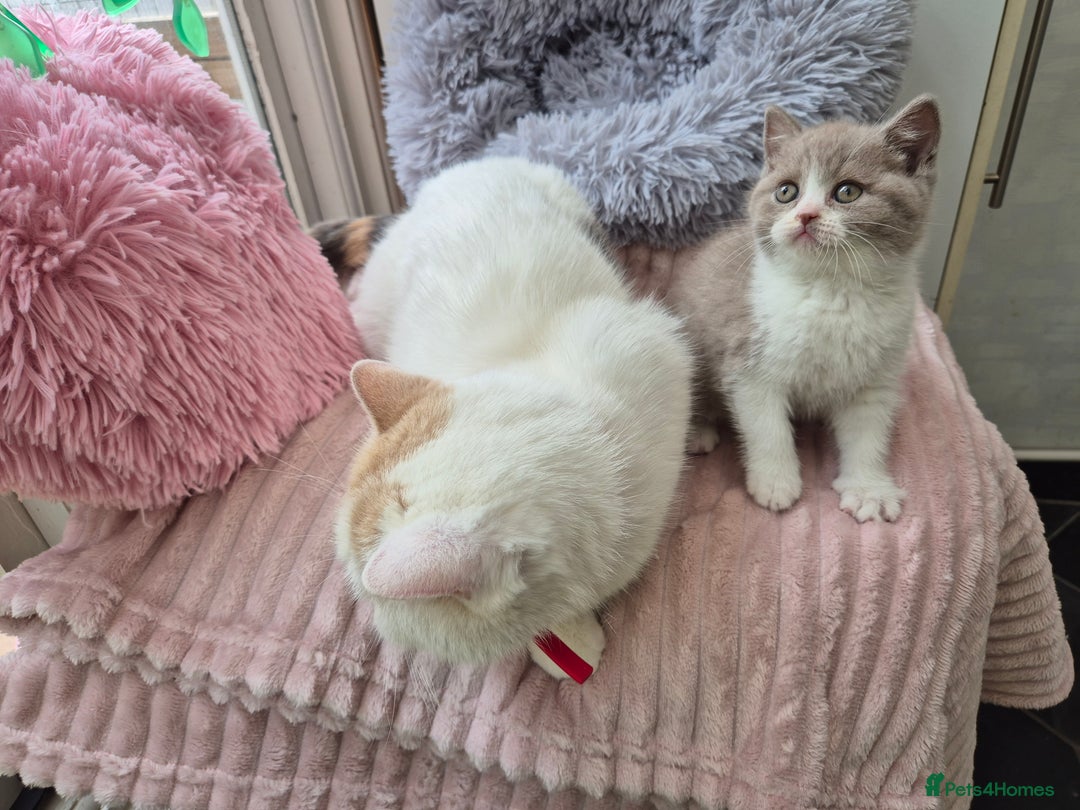 British Shorthair cats for sale: GCCF reg with champions in pedigree - Image 10