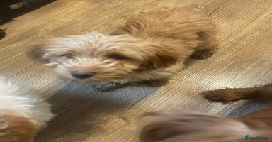 Cockapoo dogs 1 female Cockapoo puppy for sale - Advert 15