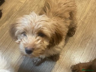 Cockapoo dogs 1 female Cockapoo puppy for sale - Advert 1