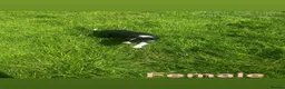 Border Collie dogs for sale: Gorgeous litter of border collie puppies  - Advert 4
