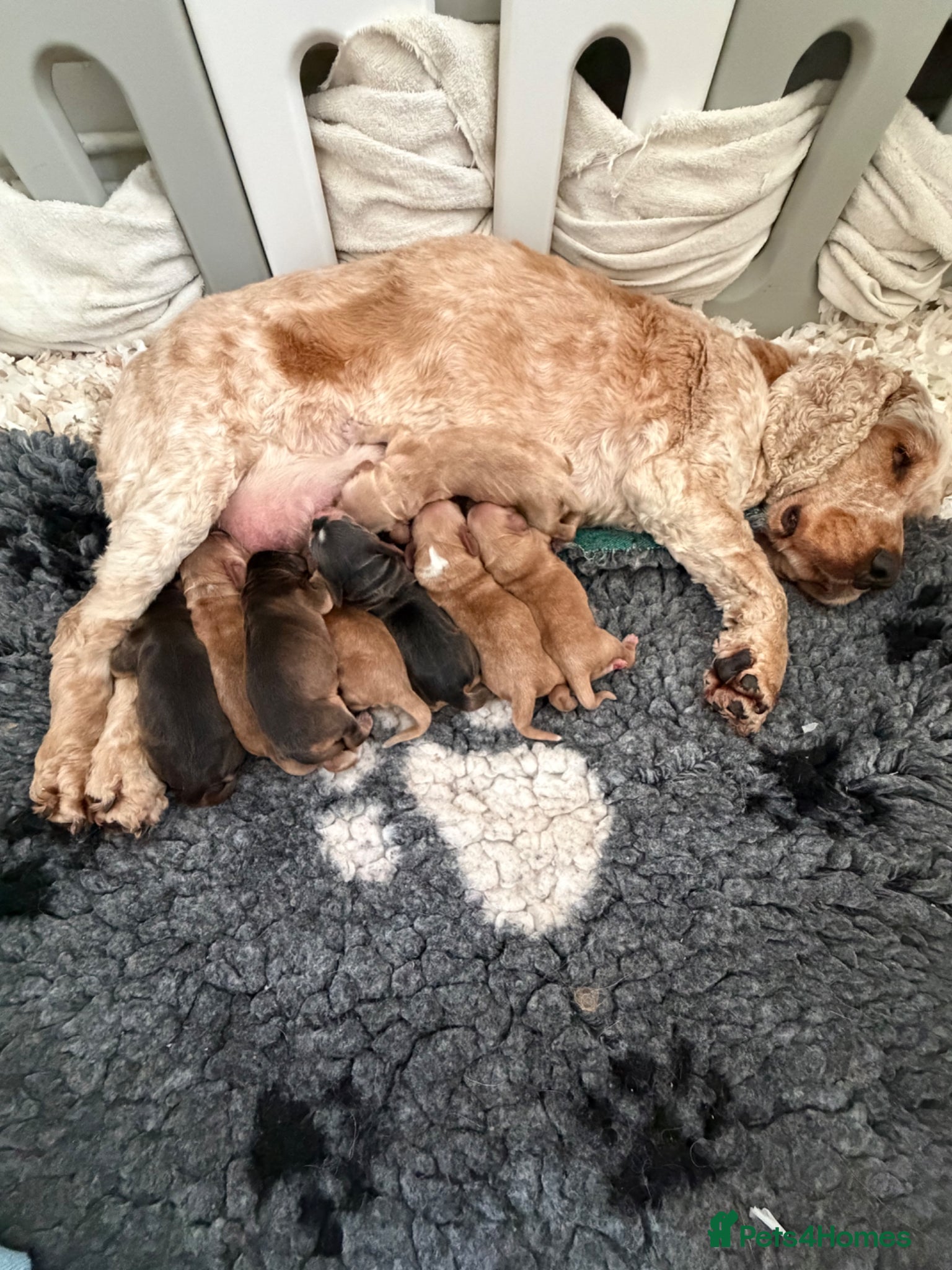 Cocker Spaniel dogs Show type English cocker spaniel puppies  - Advert 1