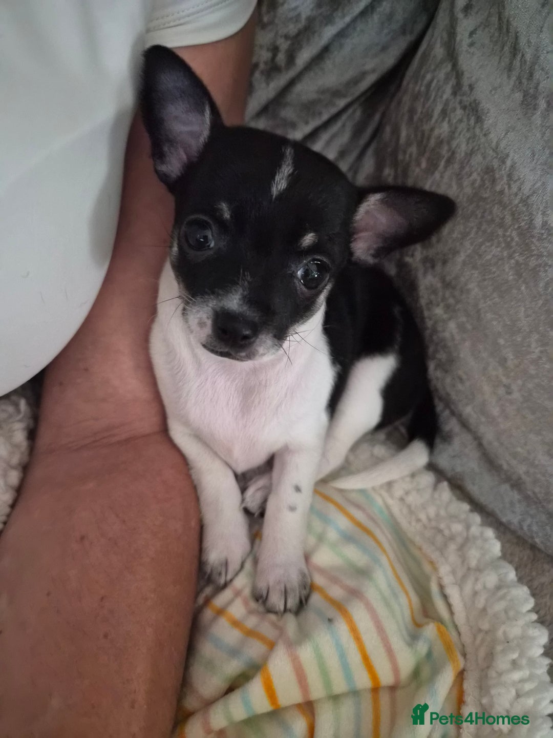 Chihuahua dogs for sale: 4 beautiful chihuahua puppies - Image 19
