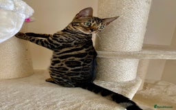 Bengal cats for sale: Special Silver Bengal Queen ❤️ - Image 1