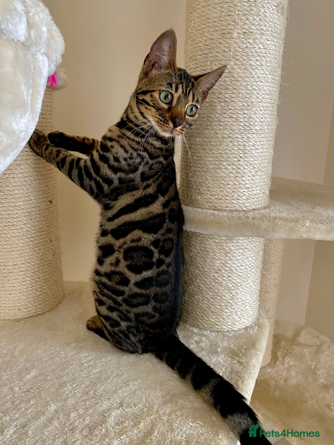 Bengal cats for sale: Special Silver Bengal Queen ❤️ - Image 1