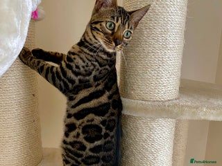 Bengal cats for sale - Advert 1