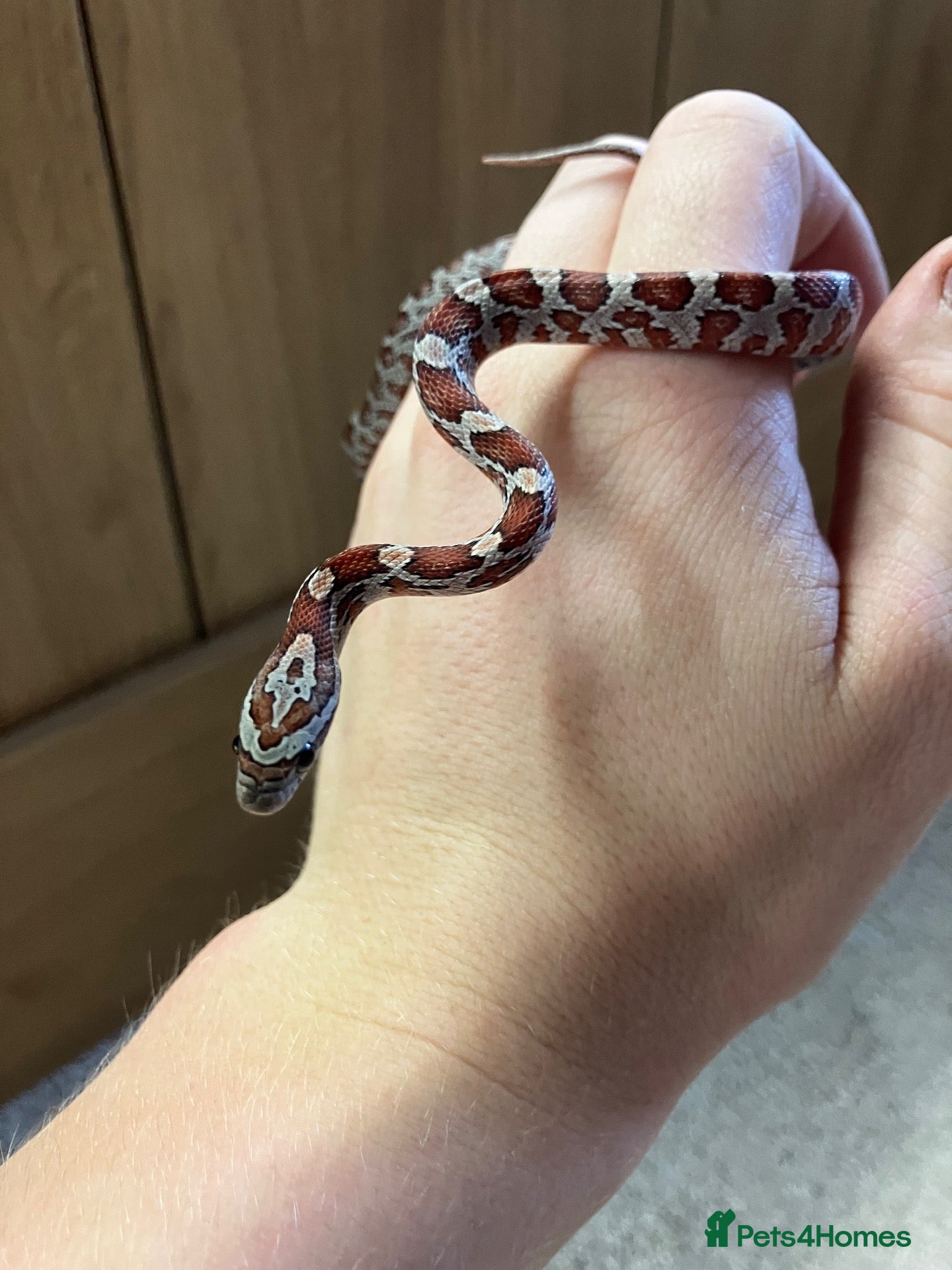 Corn Snake reptiles for sale: Baby Corn Snakes 🐍  - Advert 1