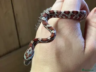 Corn Snake reptiles Baby Corn Snakes 🐍 - Advert 1