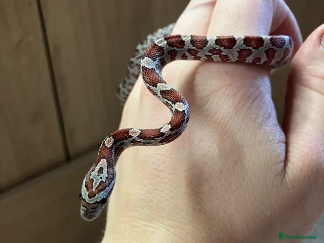 Corn Snake reptiles for sale: Baby Corn Snakes 🐍 - Advert 1