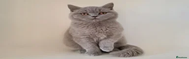 ERZA - LILAC (F) BSH