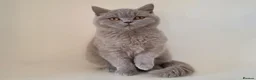 British Shorthair cats for sale: Adorable GCCF REG BSH - ready to leave - Advert 32