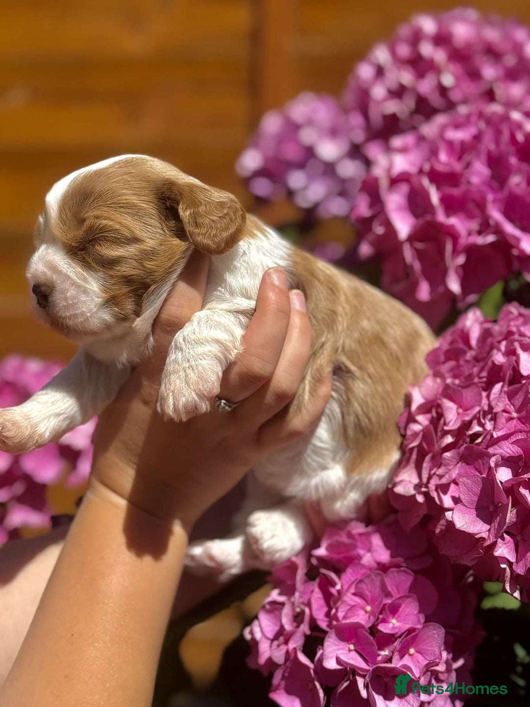 Cavapoo dogs for sale: Cavapoo puppies  - Image 19