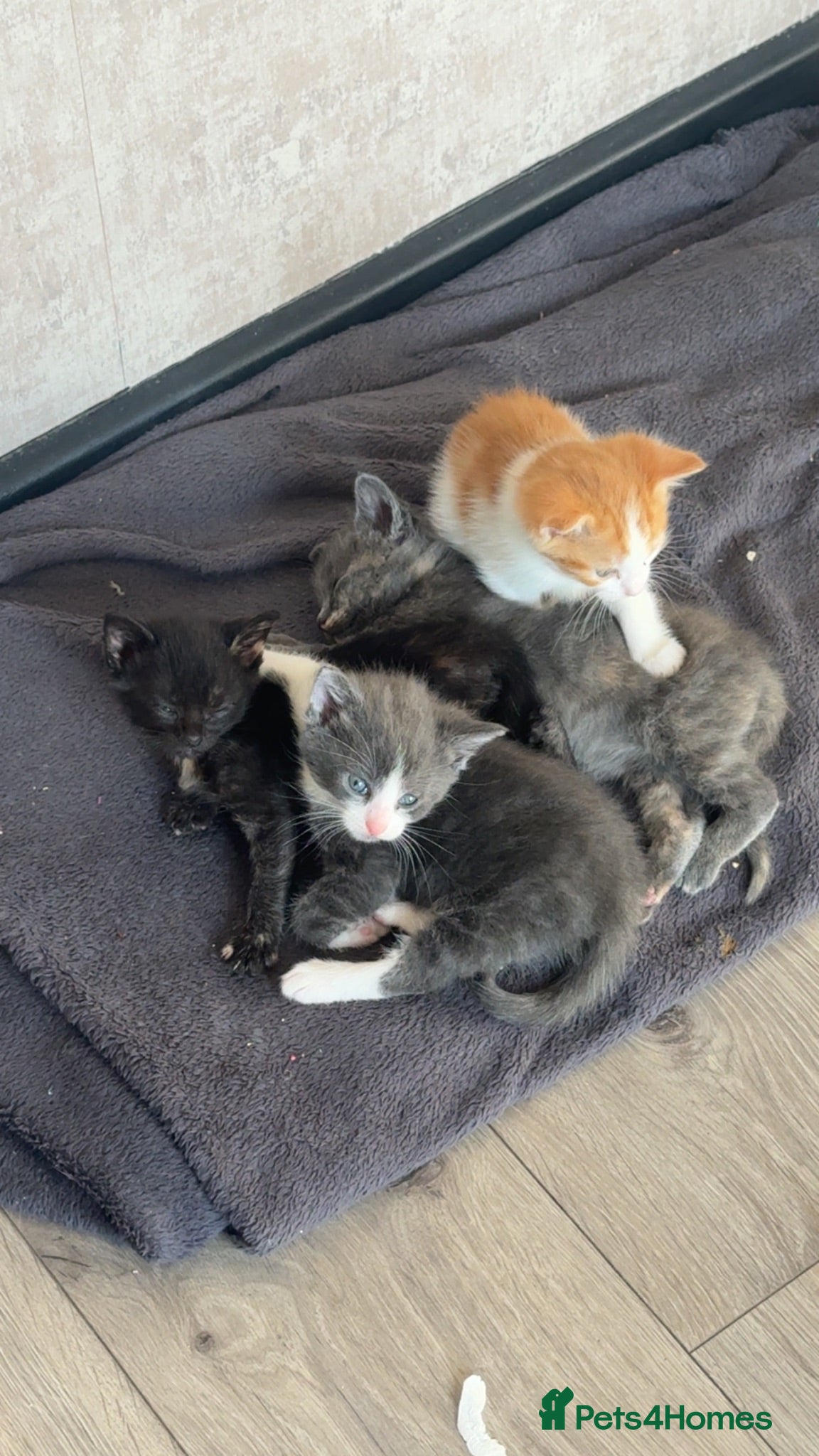British Shorthair cats ✨Beautiful Kittens Ready for Their New Homes ✨ - Advert 1