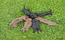 Miniature Dachshund dogs for sale: Kc reg PRA clear miniature dachshund puppies  - Image 8