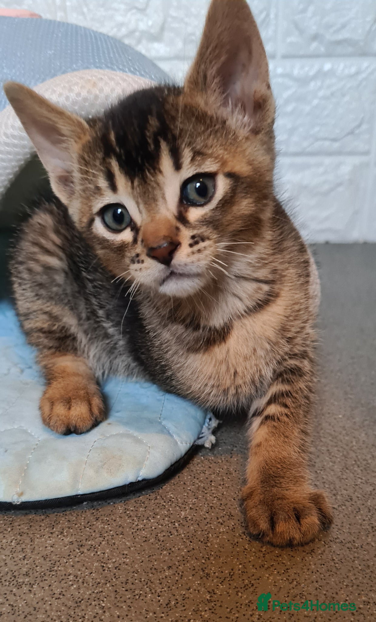 Bengal cats Unique bengal/abysinnian kittens - Advert 1