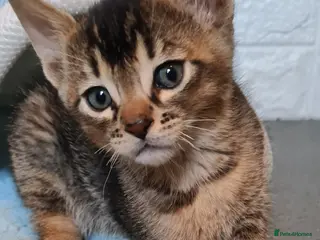 Bengal cats Unique bengal/abysinnian kittens - Advert 1