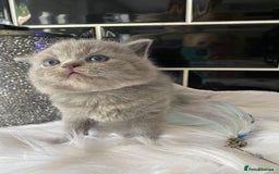 British Shorthair cats for sale: GCCF REG HEALTH TESTED KTTENS AVAILABLE 🥰 - Image 15