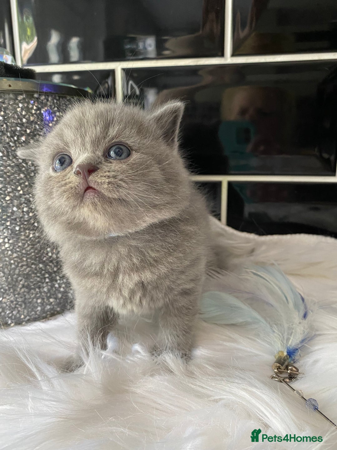 British Shorthair cats for sale: GCCF REG HEALTH TESTED KTTENS AVAILABLE 🥰 - Image 15