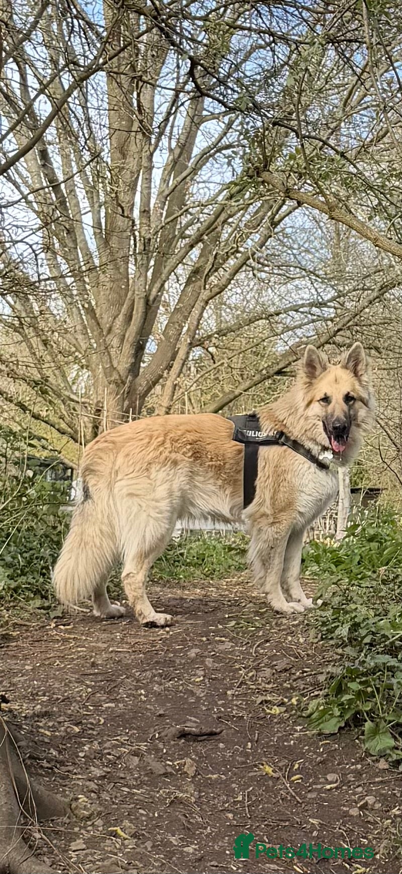 German Shepherd dogs Long haired German shepherd KC registered stud  - Advert 14