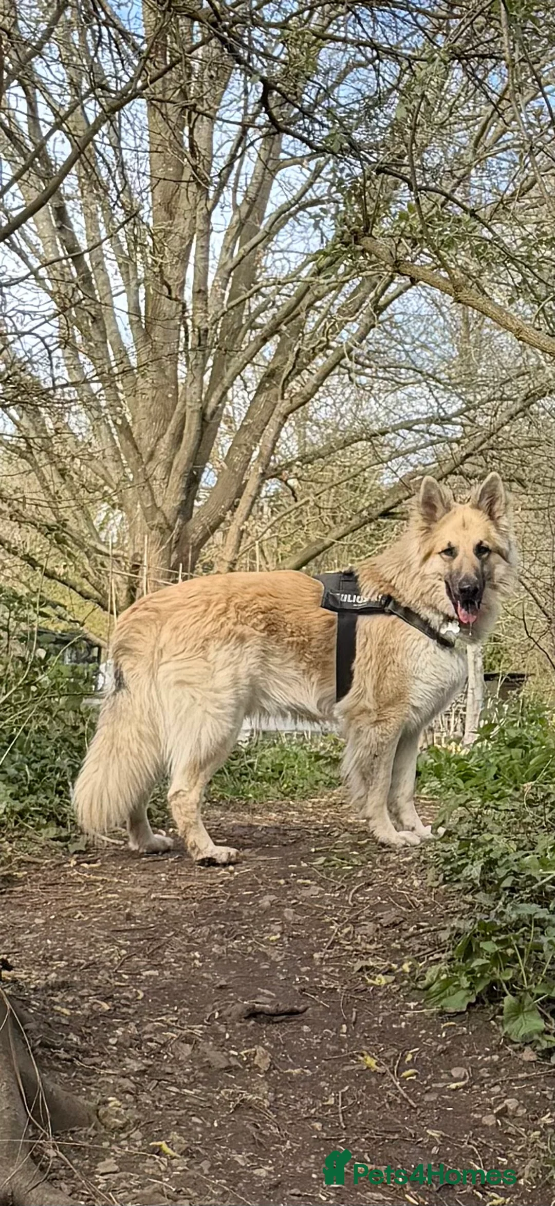 German Shepherd dogs for stud: Long haired German shepherd KC registered stud  - Advert 1