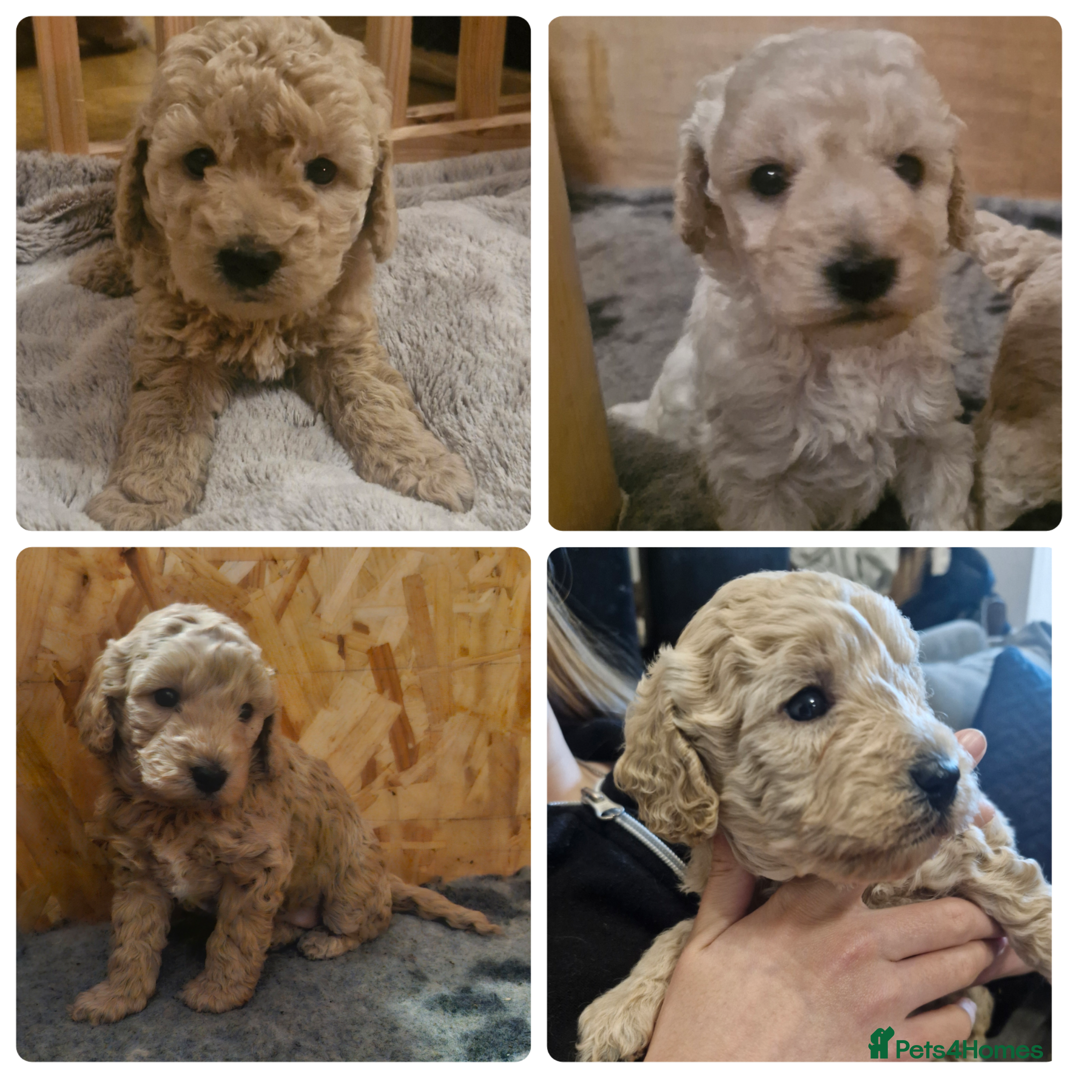 Cockapoo dogs  Cockapoo puppies F2B - Advert 1