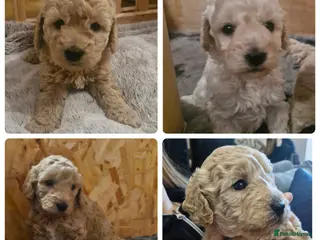 Cockapoo dogs Cockapoo puppies F2B - Advert 6