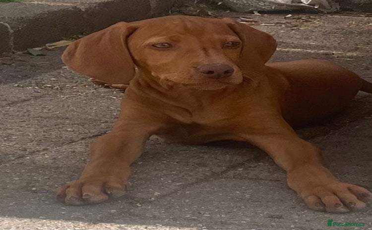 Hungarian Vizsla dogs - Advert 1