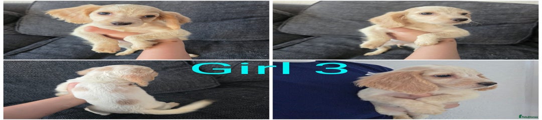 Figget