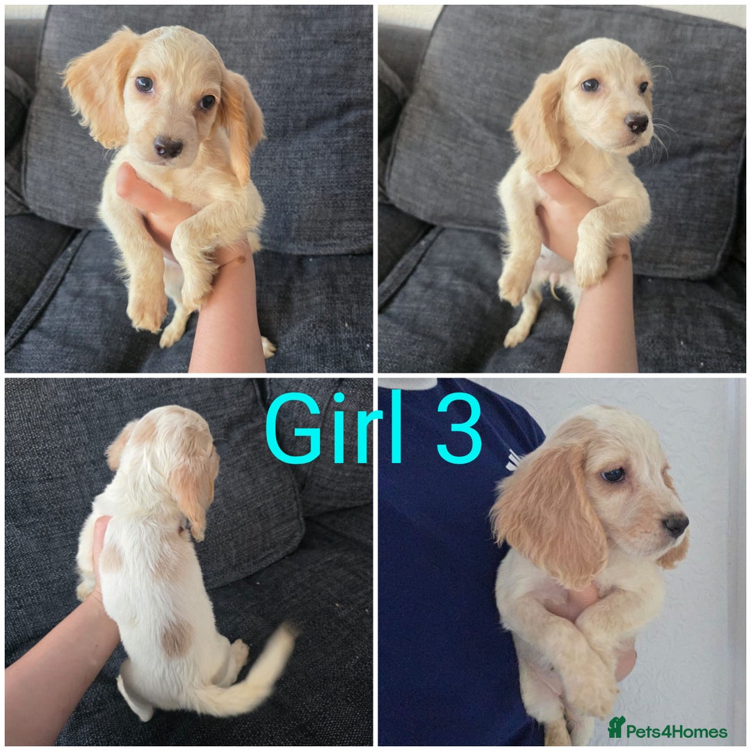 Cocker Spaniel dogs for sale: READY NOW working cocker spaniel pups - Image 5