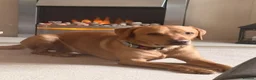 Labrador Retriever dogs for sale: 2.5 year old fox red lab.  in Leicester - Advert 1
