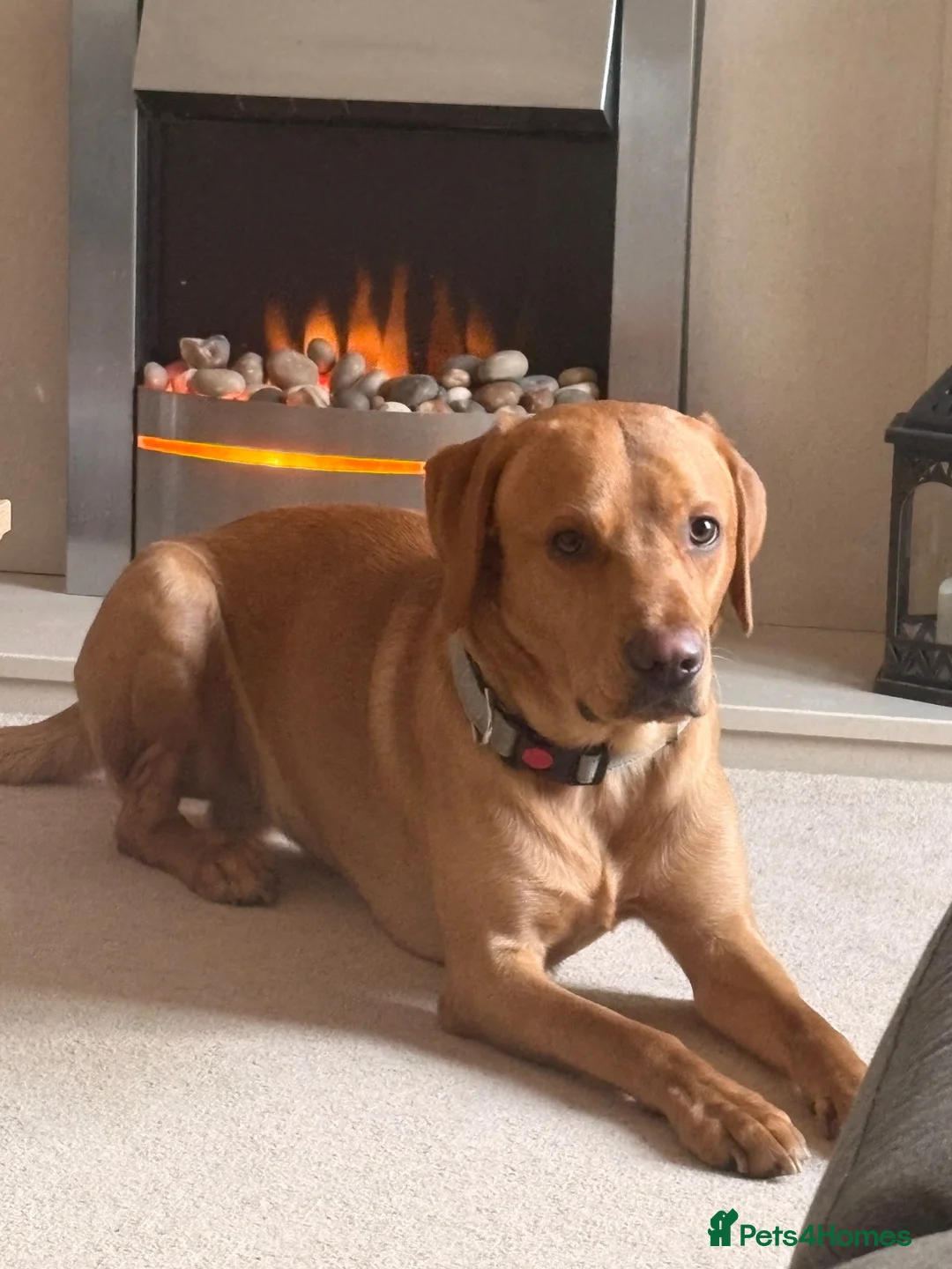 Labrador Retriever dogs for sale: 2.5 year old fox red lab.  in Leicester - Advert 1