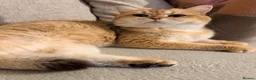 British Shorthair cats for sale: Lovely retired British shorthair queen - Advert 5