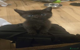 Mixed Breed cats for sale: Beautiful black male kittens.  - Image 5