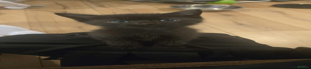 Mixed Breed Kitten 4