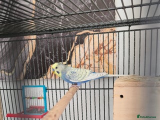 Budgerigars birds - Advert 7