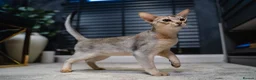 Abyssinian cats for sale: Silver Abyssinian Boy-READY NOW-Champion Line - Advert 7