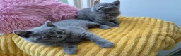 British Shorthair cats for sale: Ready! From GCCF parents with champions in line - Advert 14