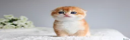 Scottish Fold cats for sale: Rare & Exclusive Golden Chinchilla Babies  - Advert 3