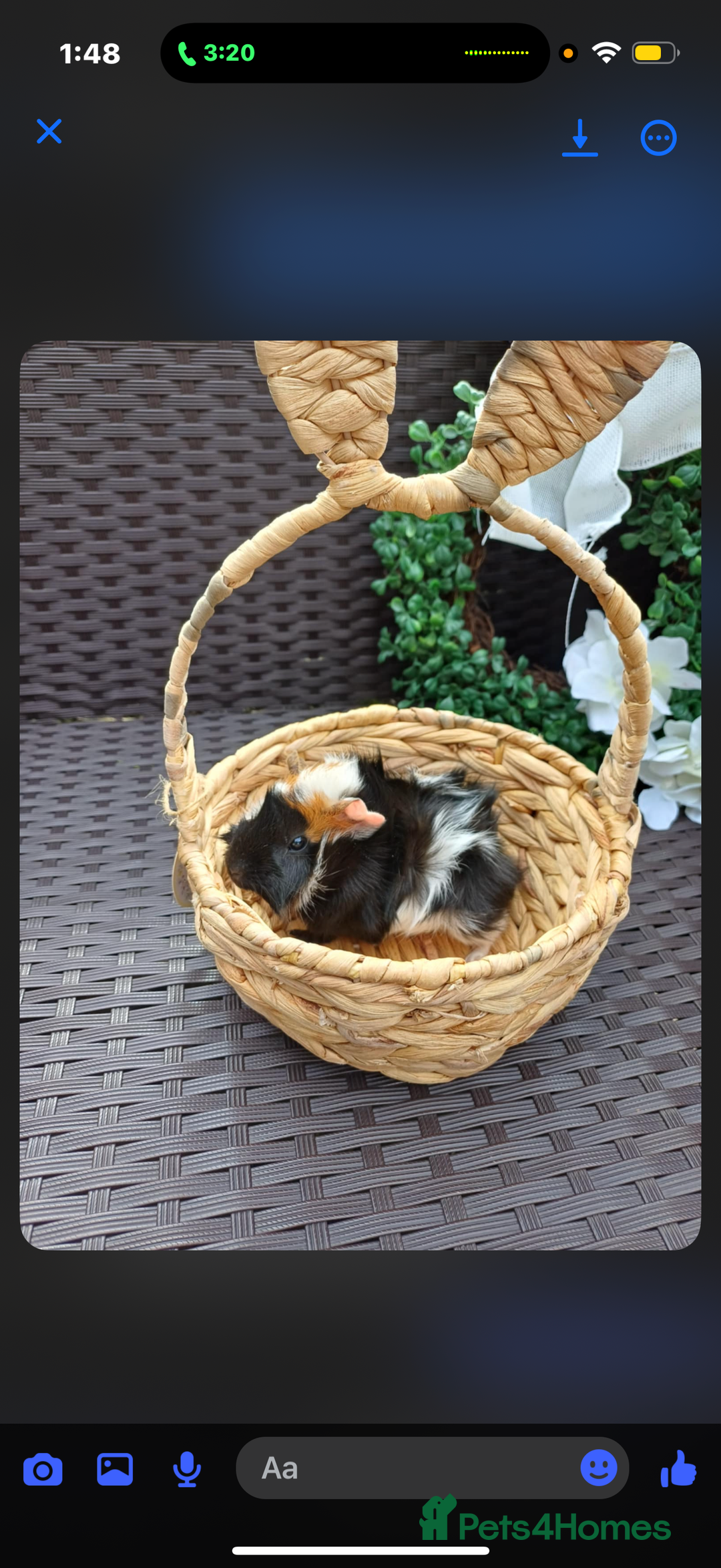 Guinea Pig rodents for sale: 3 long haired baby guinea pig babys - Image 4