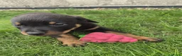 Rottweiler dogs for sale: PURE BREED ROTTWEILERS BIG LITTER in Knaresborough - Advert 5