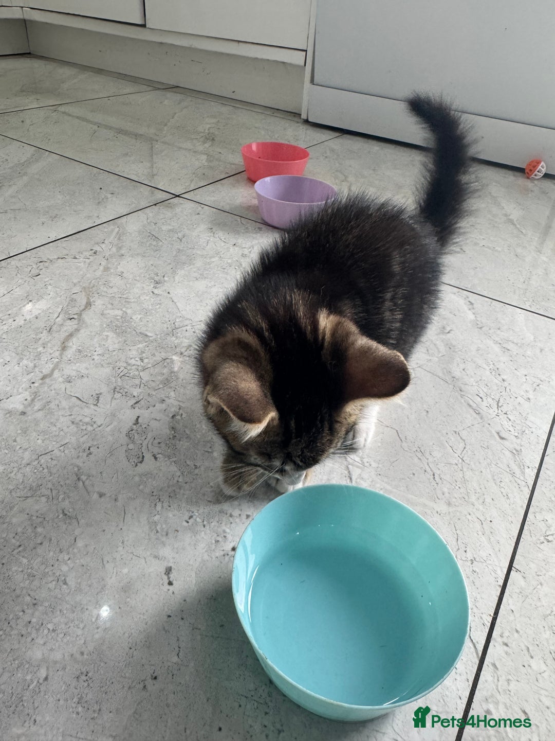 British Shorthair cats for sale: Stripped British shorthair kittens - Image 4
