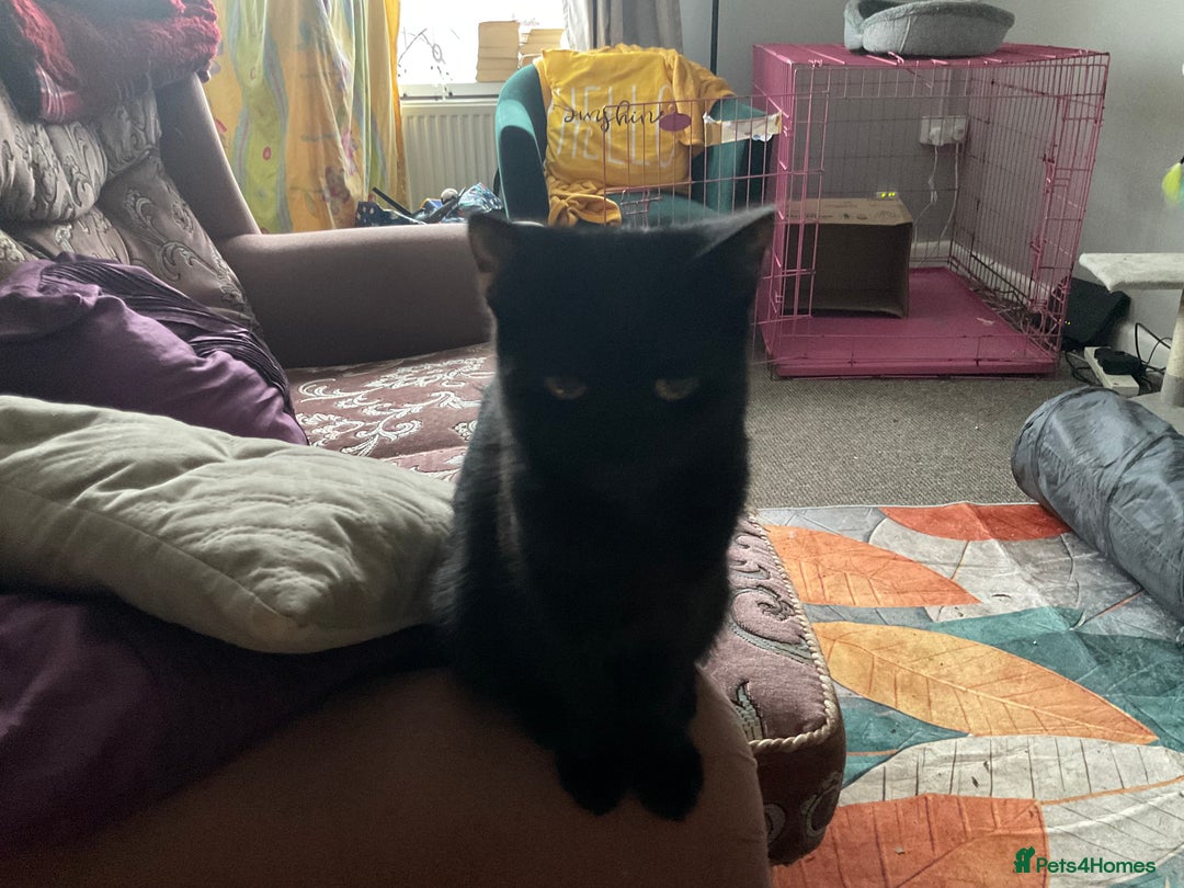 Mixed Breed cats for sale: Mixed breed cats  - Advert 2