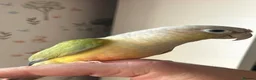 Conures birds for sale: Proven breeding pair conures - Advert 2
