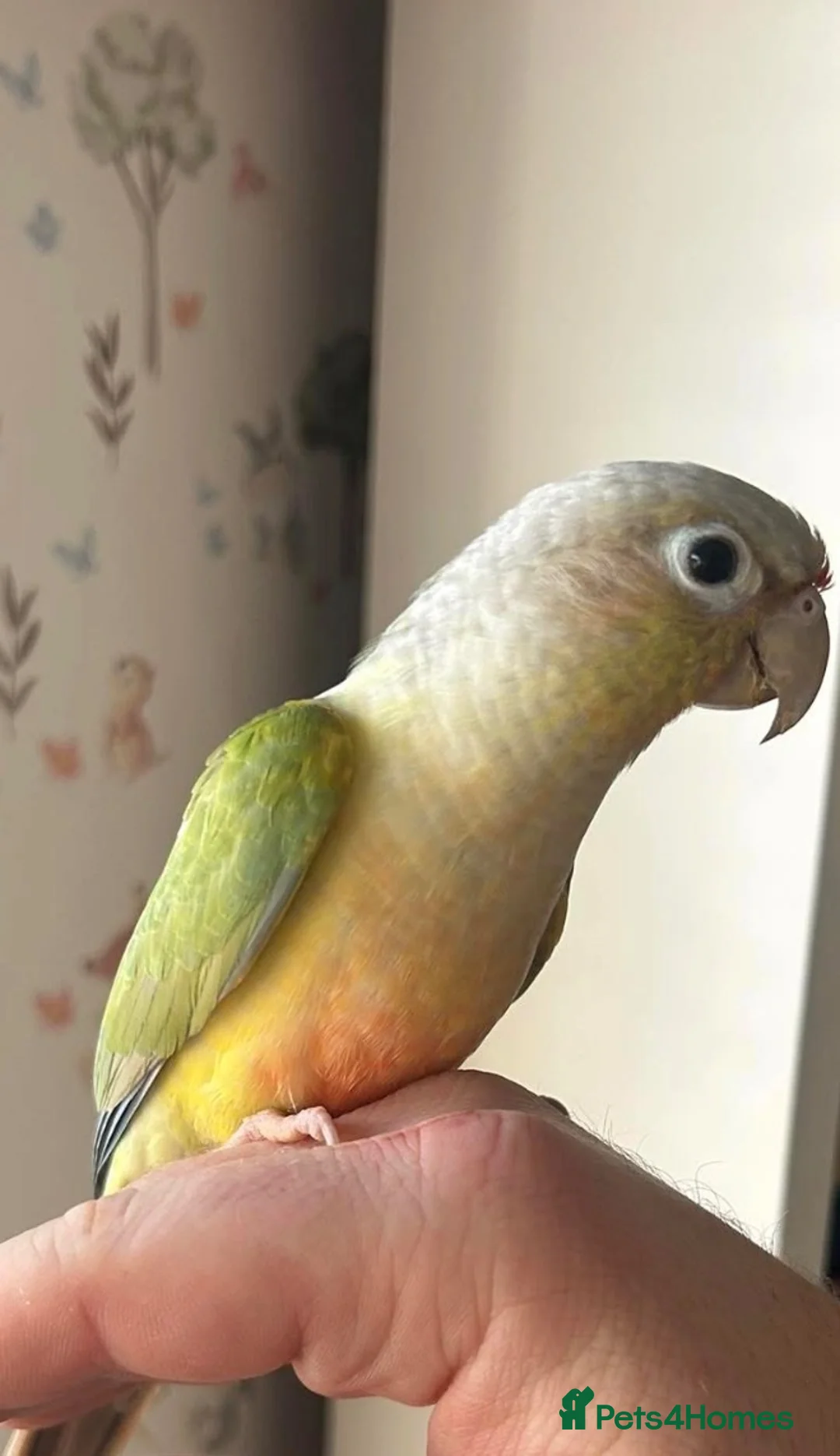 Conures birds for sale: Proven breeding pair conures - Advert 2