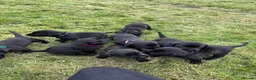 Labrador Retriever dogs for sale: KC Registered Black Labradors - Advert 7