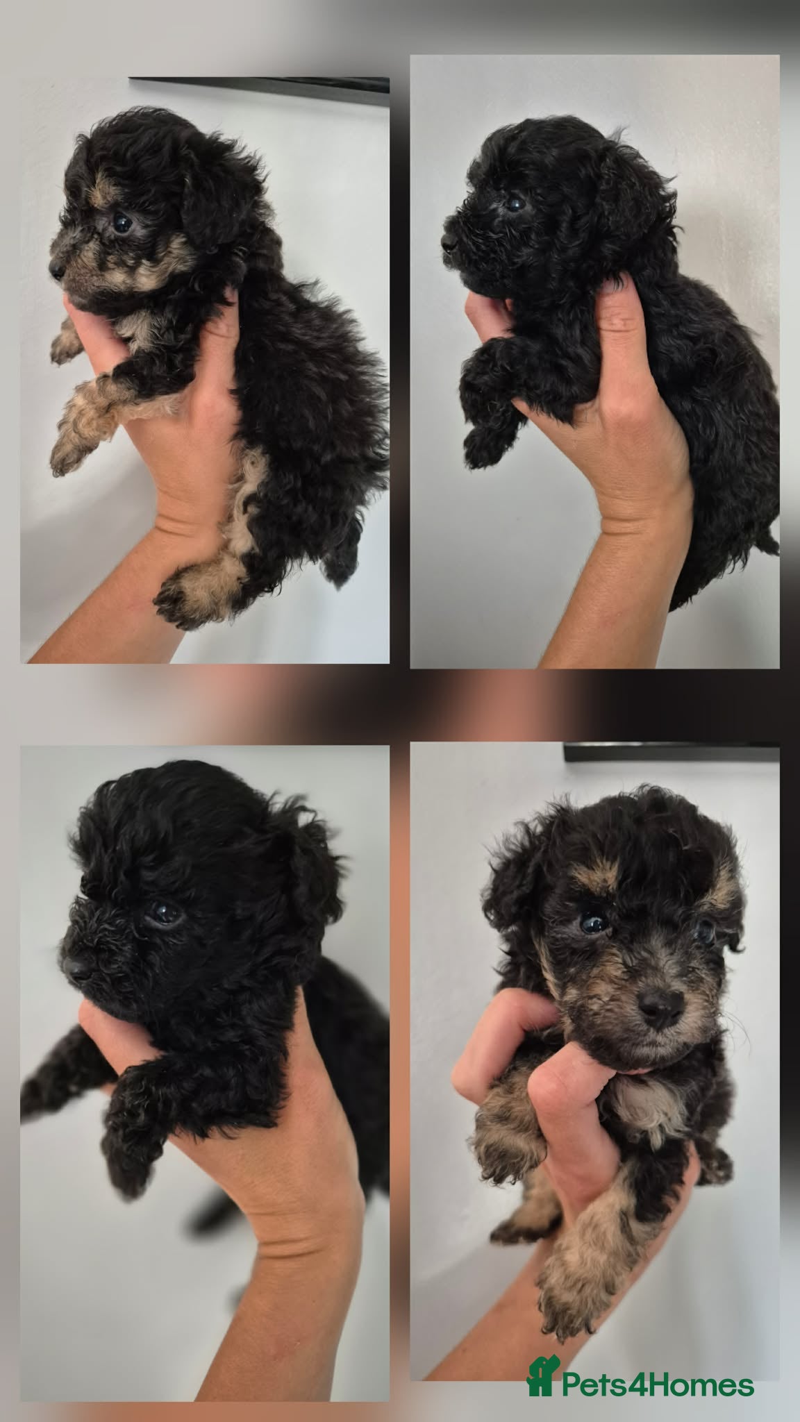 Toy Poodle dogs Toy puddle puppies  - Advert 1