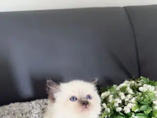 Ragdoll cats Ragdoll kittens- stunning pure breed - Advert 1