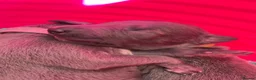 Whippet dogs for sale: KC Reg blue whippet puppies in Ledbury - Advert 3